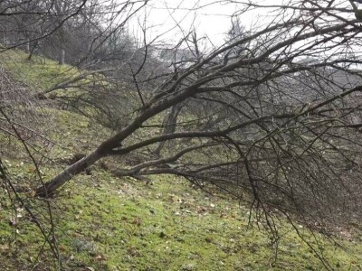 Porušeni voćnjaci Porušeni voćnjaci