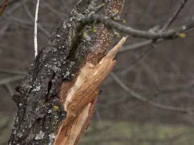 Porušeni voćnjaci Porušeni voćnjaci