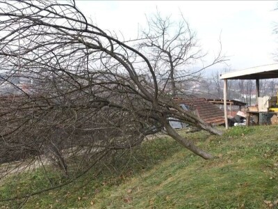 Porušeni voćnjaci Porušeni voćnjaci