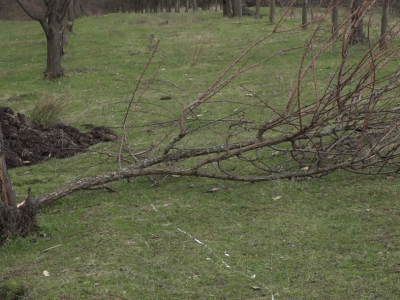 Porušeni voćnjaci Porušeni voćnjaci