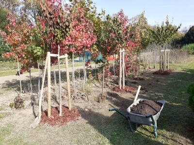 Posadi  drvo ne budi panj