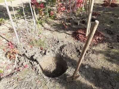 Posadi  drvo ne budi panj