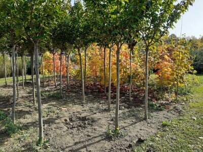 Posadi  drvo ne budi panj