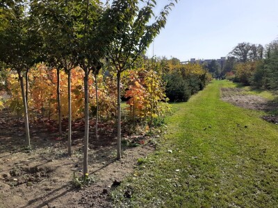 Posadi  drvo ne budi panj