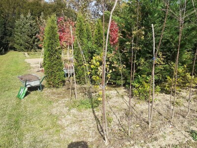 Posadi  drvo ne budi panj