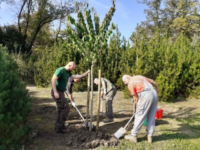 Posadi  drvo ne budi panj
