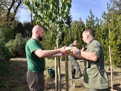 Posadi  drvo ne budi panj