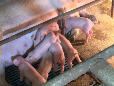 poseta pomocnika ministra Rumi