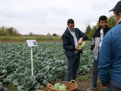 Timac ago - Dan polja kupusa