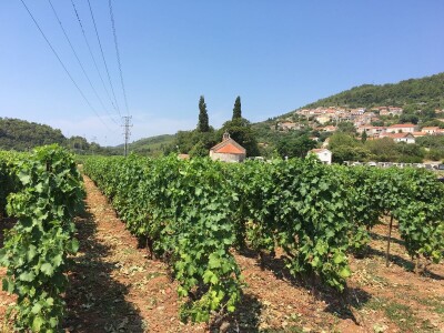 Pošip Čara i Smokvica: U Jugi zaštićeni, a u vlastitoj državi Hrvatskoj još bez zaštite!
