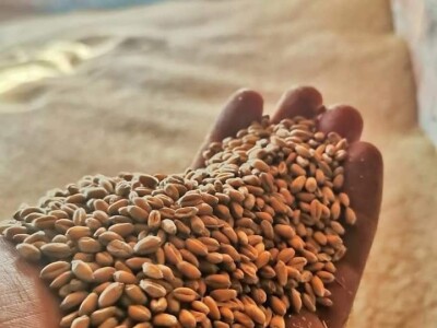 Posjeduju dvije vodenice, a uzgajaju i domaće povrće i žitarice