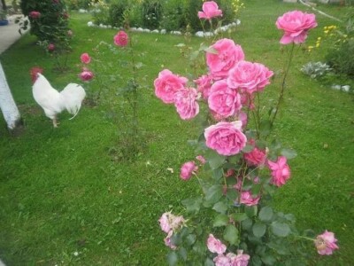 Posjeduju dvije vodenice, a uzgajaju i domaće povrće i žitarice