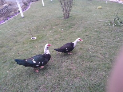 Posjeduju dvije vodenice, a uzgajaju i domaće povrće i žitarice