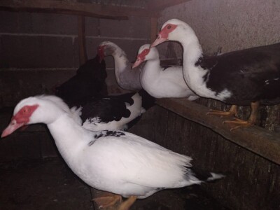 Posjeduju dvije vodenice, a uzgajaju i domaće povrće i žitarice