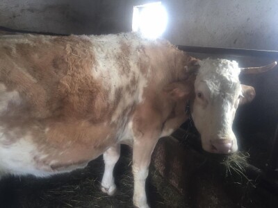 Posjeduju dvije vodenice, a uzgajaju i domaće povrće i žitarice