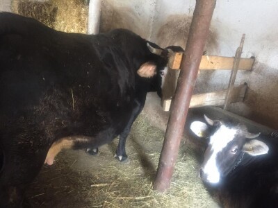 Posjeduju dvije vodenice, a uzgajaju i domaće povrće i žitarice