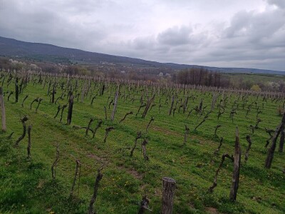 Posjet podrumu Ivana Enjingija iz Hrnjevca Posjet podrumu Ivana Enjingija iz Hrnjevca