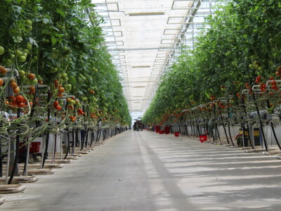 Posjet stakleniku tvrtke Belje