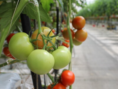 Posjet stakleniku tvrtke Belje