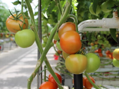 Posjet stakleniku tvrtke Belje