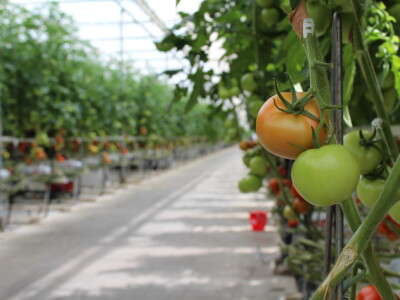 Posjet stakleniku tvrtke Belje