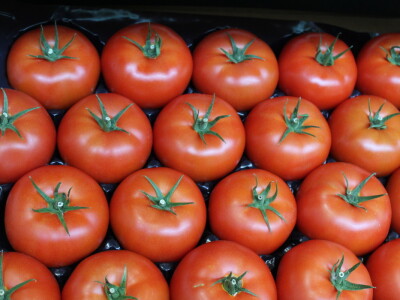 Posjet stakleniku tvrtke Belje