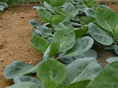 Posjeta ministra Hrnjića proizvođačima Velikoj Kladuši