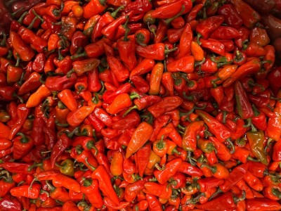 Posjetili smo francusku pokrajinu Anjou