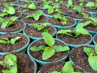 Posjetili smo francusku pokrajinu Anjou