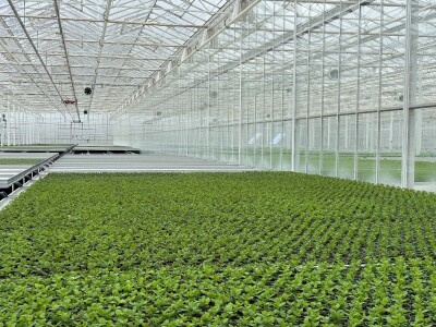 Posjetili smo francusku pokrajinu Anjou, poznatu po proizvodnji ljekovitog bilja