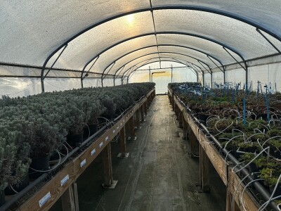 Posjetili smo francusku pokrajinu Anjou, poznatu po proizvodnji ljekovitog bilja