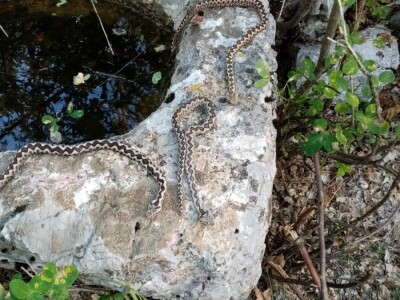 Poskoci u zaseoku Rake