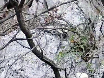 Poskoci u zaseoku Rake