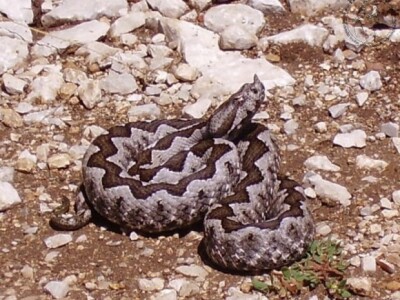 Poskok nekoć snimljen na otoku Mljetu