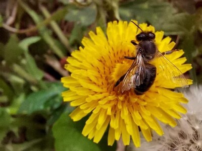 Poslastica "med" od maslačka