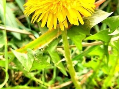 Poslastica "med" od maslačka