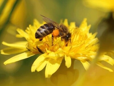 Poslastica "med" od maslačka