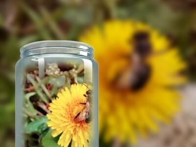 Poslastica "med" od maslačka