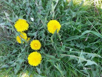 Poslastica "med" od maslačka