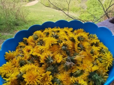 Poslastica "med" od maslačka