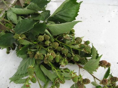 Posledice oluje sa grado u Topoli, 13.06.2018.