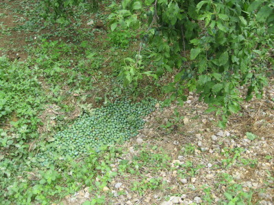 Posledice oluje sa grado u Topoli, 13.06.2018.