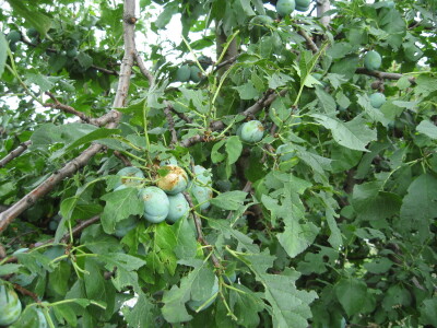Posledice oluje sa grado u Topoli, 13.06.2018.