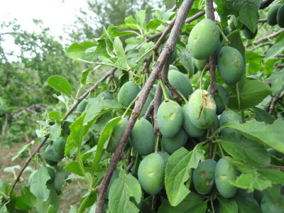 Posledice oluje sa grado u Topoli, 13.06.2018.