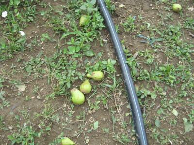 Posledice oluje sa grado u Topoli, 13.06.2018.