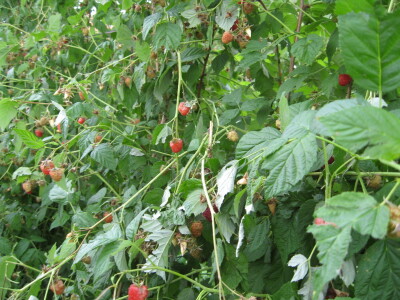 Posledice oluje sa grado u Topoli, 13.06.2018.