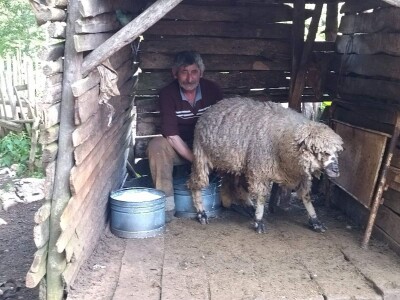 Poslednji suvoplaninski ovčar na planini je već pola veka Poslednji suvoplaninski ovčar na planini je već pola veka