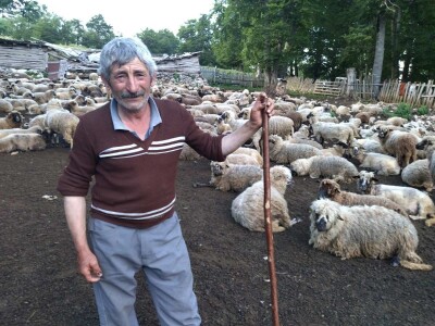 Poslednji suvoplaninski ovčar na planini je već pola veka Poslednji suvoplaninski ovčar na planini je već pola veka