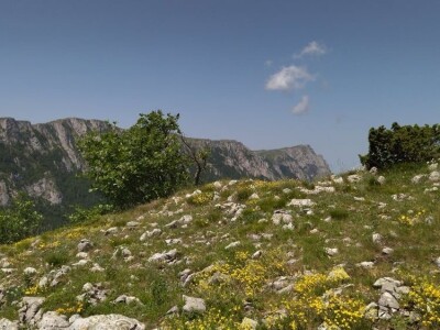 Poslednji suvoplaninski ovčar na planini je već pola veka Poslednji suvoplaninski ovčar na planini je već pola veka