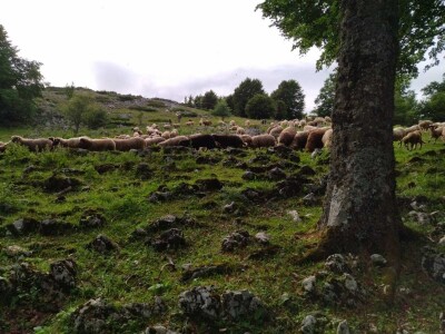 Poslednji suvoplaninski ovčar na planini je već pola veka Poslednji suvoplaninski ovčar na planini je već pola veka